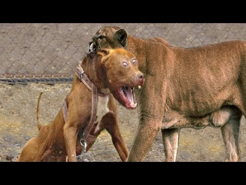 Puma (Dağ Aslanları) vs Köpekler, Ayılar, Kurtlar