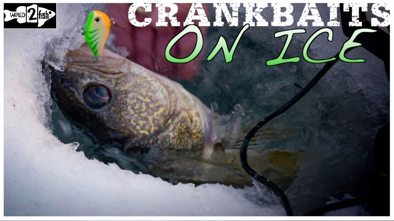 Rawr fishing - Using the world's smallest Lipeless Crankbait from  Eurotackle, I am attempting to catch at least 5 different species in one  Trip! This lure is popular for ice fishing, but