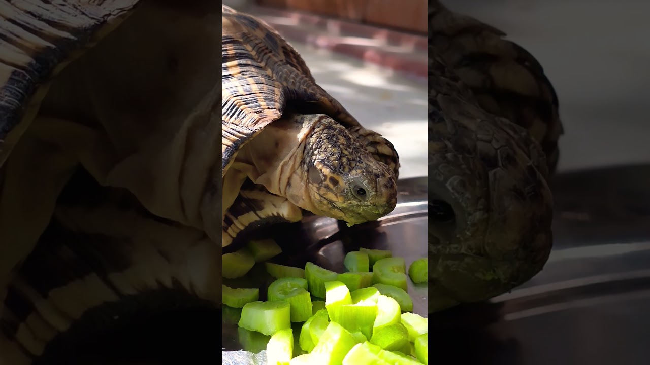 What does a tortoise eat? 