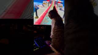 MY CAT LOVES JOE @CraftingVegeto
