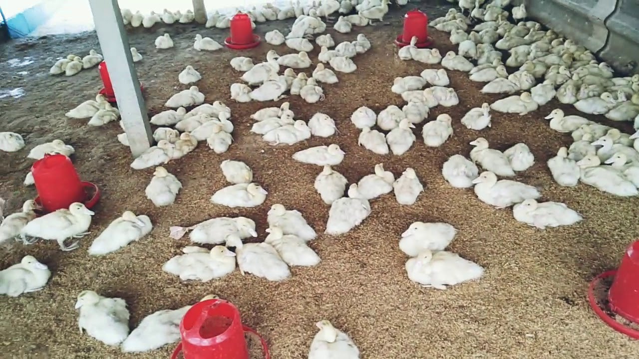 โรงเรือนเป็ด #คอกเป็ด #เล้าเป็ด