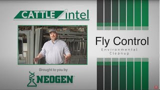 Cattle Intel Fly Control Tips For Cattle Operations
