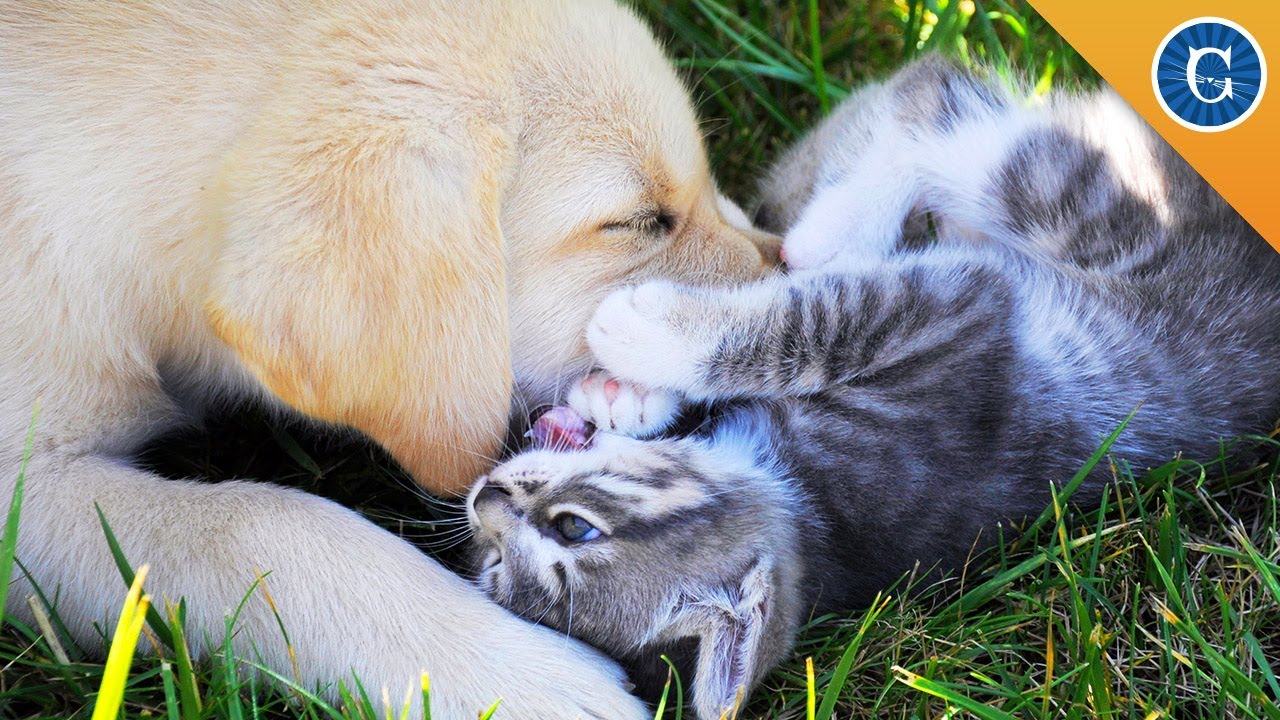 cute cats for sale Who is Better: a Cat or Dog Person?