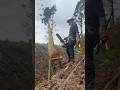 Lumberjack skunk #logger #logging #chainsaw #stihlchainsaw #林業