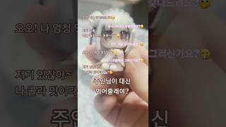 [살며시올림] 요즘 유행하는 밈을 재해석 - 콜라냥의 구문/ #아저씨구문 #시구레우이 #일본밈 #콜라젤리 #歌ってみた #酔いどれ知らず #알고리즘 #좋댓구알 #funny