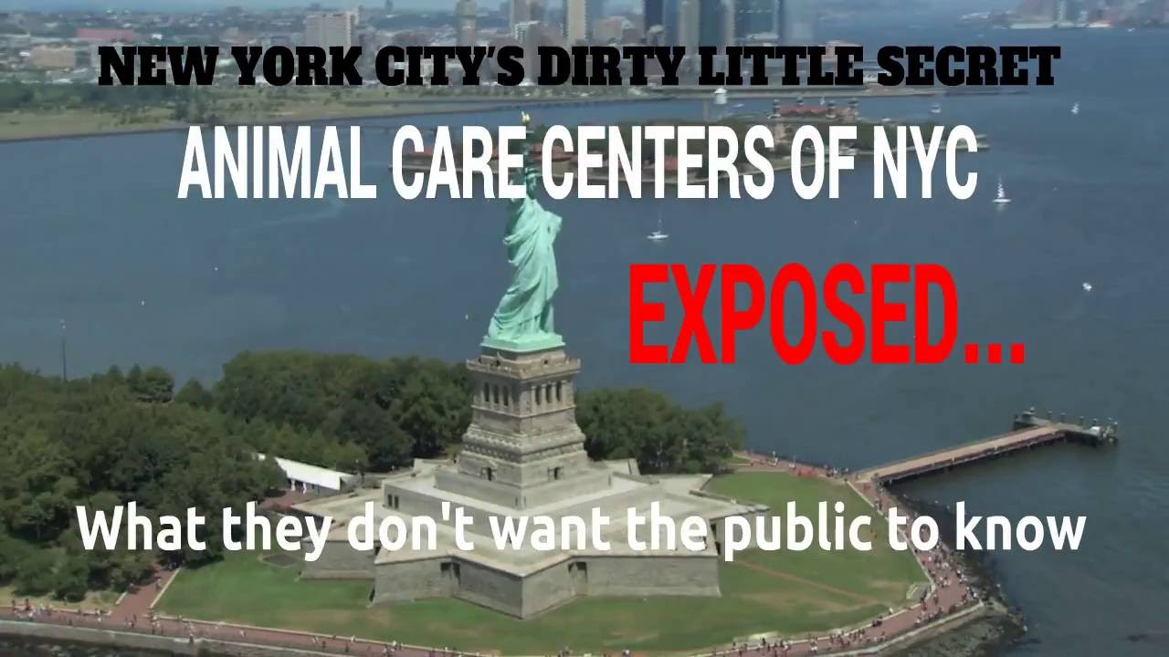 NYC ACC EXPOSED DISTURBING SAVE SHELTER ANIMALS END KILLING YouTube