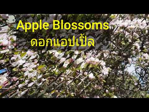 วีดีโอ: วิธีการฉีดพ่นต้นแอปเปิ้ลในฤดูใบไม้ผลิ? การควบคุมศัตรูพืชในฤดูใบไม้ผลิ วิธีการประมวลผลต้นแอปเปิ้ลในต้นฤดูใบไม้ผลิด้วยกรดกำมะถันและของเหลวบอร์โดซ์?