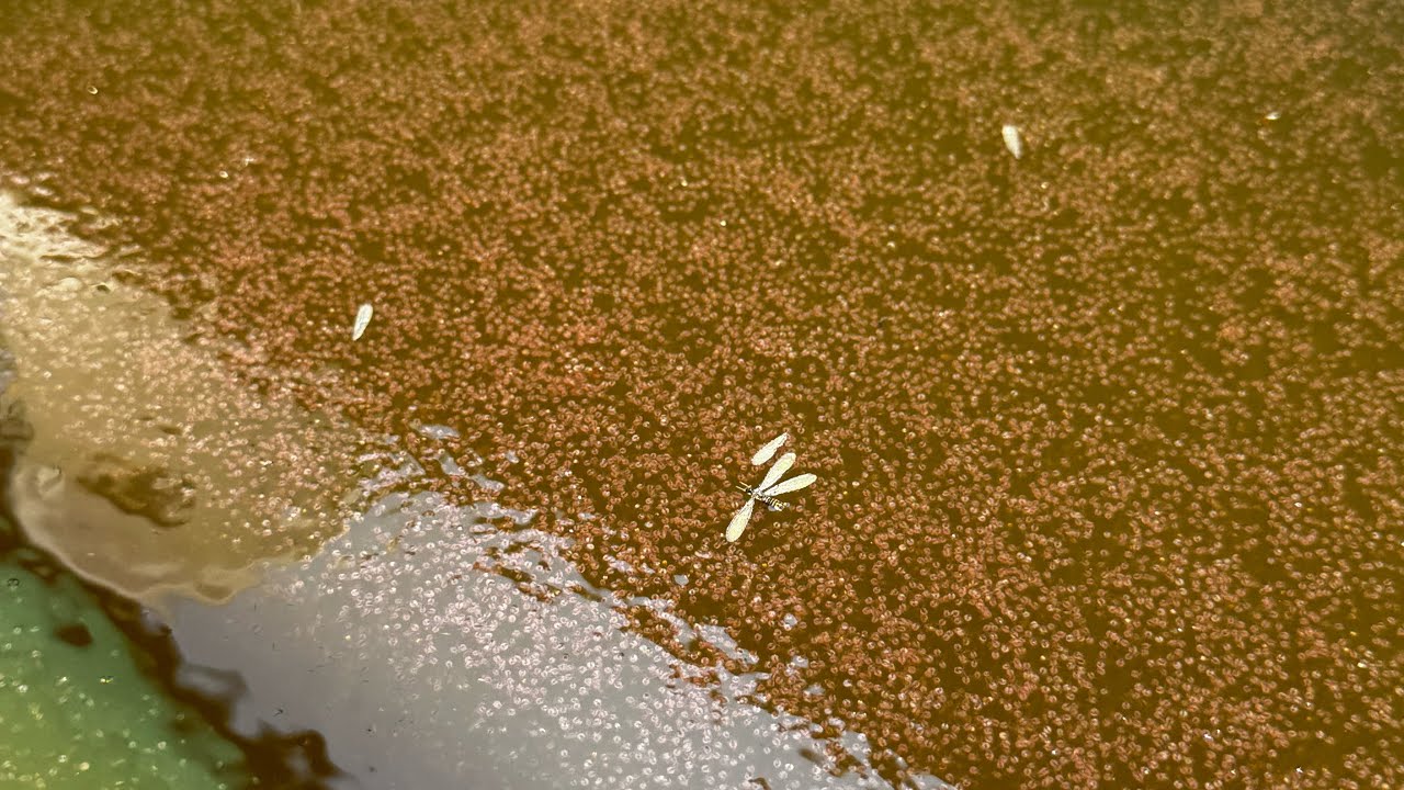 กระบะปูน 1 ลูก กับขวด 6 ลิตร ทำน้ำเขียวได้ไหม...???