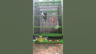 JALAK SUREN Isian cililin lb kapas tembak kenari  faseh ( ZACKPOT )