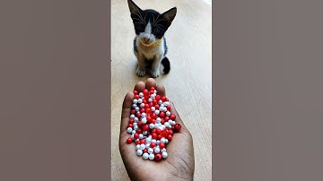 ASMR ✨ Reverse Cat Beads Magic#shorts #cat #asmrvideos #beads #satisfying