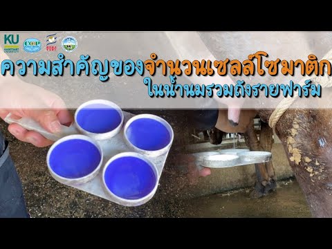 ความสำคัญของจำนวนเซลล์โซมาติกในน้ำนมรวมถังรายฟาร์ม