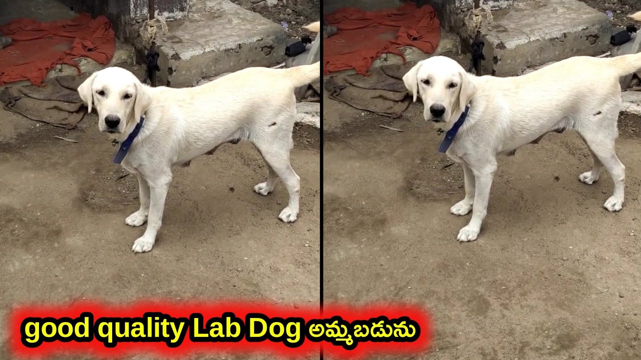 top quality Lab dog for sale in telugu/ 88866 67742 /aj pets YouTube