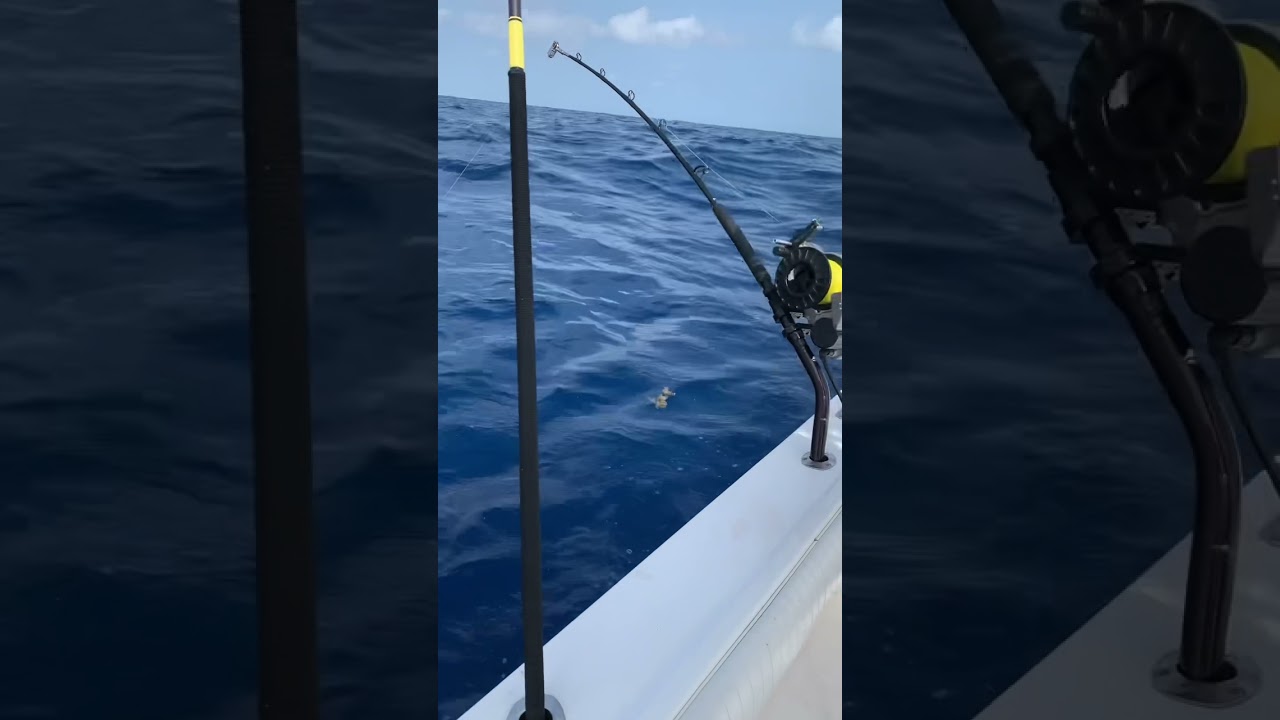 Offshore fishing in Mexico! 