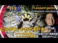 すごいぞ！野生のヒョウモントカゲモドキ発見！ハイイエロー！パンジャブ産ソルトレンジ Leopard gecko, Eublepharis macularius ≫生物ハンター加藤英明【公式】かとチャン