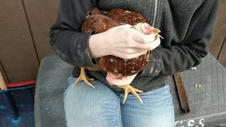 Giving Oral Medication to Chicken