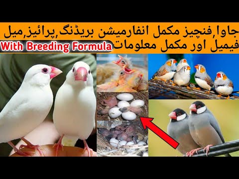 Java And Finches Complete Information Breeding, Prices, Male Female And Age identifying