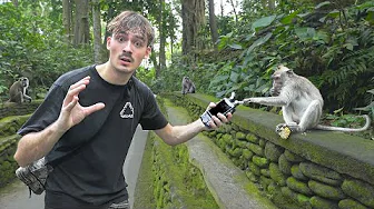 ASMR WITH MONKEYS 🐒 thumbnail