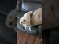 LadyBird got a Haircut. She's our guard dog. Checkout our other videos like follow comment share