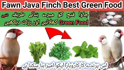 Green Food For Fawn Java Finch | فان جاوا کو گرین فوڈ میرے بتائے طریقہ سے کھلائیں