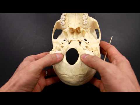 SKELETAL SYSTEM ANATOMY: Inferior aspect of the human skull