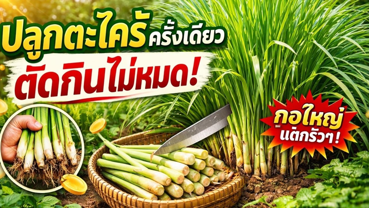 ปลูกตะไคร้ครั้งเดียว แตกกอแน่น ตัดกินไม่หมดทั้งปี!