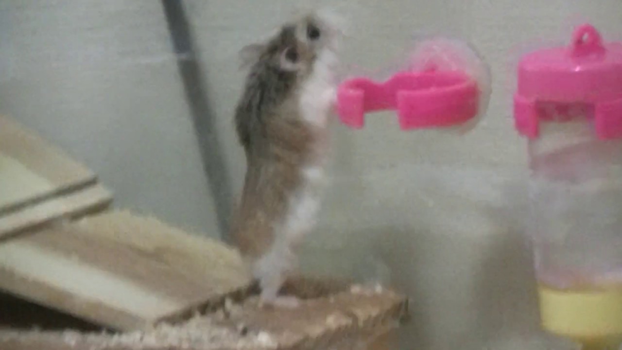 すべてのカタログ 50 ハムスター 回し 車 使わ ない