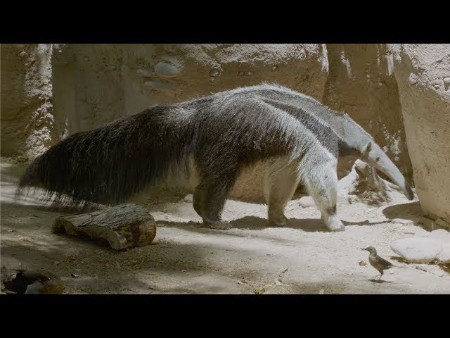 Tamandua Anteater GIF - Tamandua Anteater Not A Pet - Discover