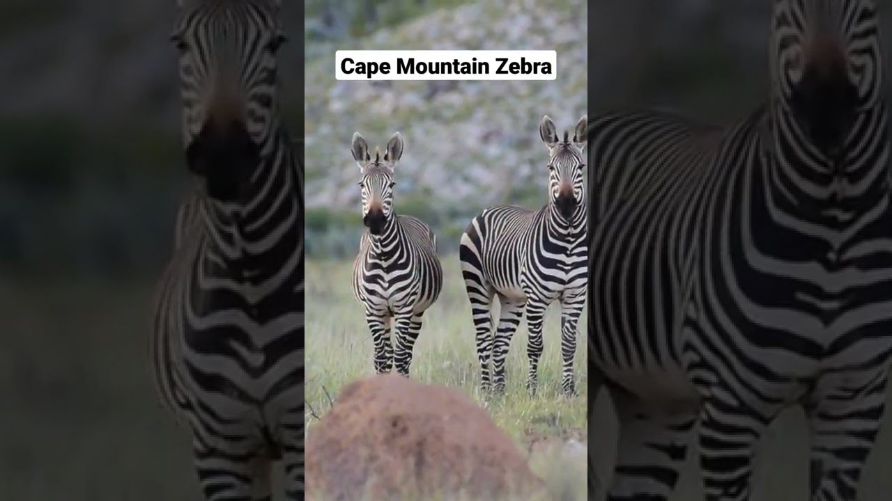 Cape Mountain Zebra 