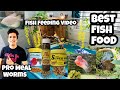 PRO MEAL | FISH FEEDING VIDEO | MEAL WORMS | SUPER WORMS | LARAVE