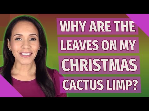 Video: Limp Christmas Cactus: What Causes Wilted or Limp Christmas Cactus Branches