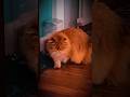 #Dusya #scottishfold #cat #cutecat #beautiful #catvideos
