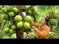 Harvesting young coconuts, making them into a dessert - My husband took the family out for hot pot