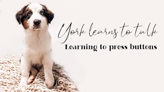 York learns to talk | Pressing buttons by Flambo The Dog 1,025 views 2 years ago 7 minutes, 7 seconds