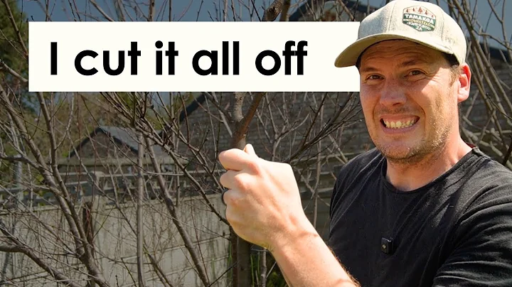 Epic Peach Tree Transformation | Step-by-Step Guide to Pruning a Neglected Fruit Tree