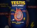Chemical Coordination &amp; integration part 6 | testis explained under 30 second #biology #shorts