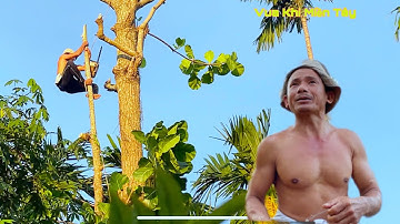 Vua Khỉ Miền Tây leo Cưa Bàng Gai lâu năm tại an thái Trung Cái Bè Tiền Giang