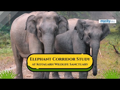 Elephant Corridor Study at Kotgarh-Chandrapur Wildlife Sanctuary | Evergreen Forum