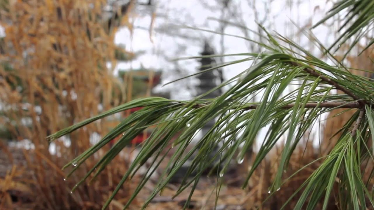 Robert D. Ray Asian Garden