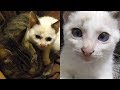 新入り子猫マメが我が家にやって来て２週間。新しい環境に慣れたみたいです