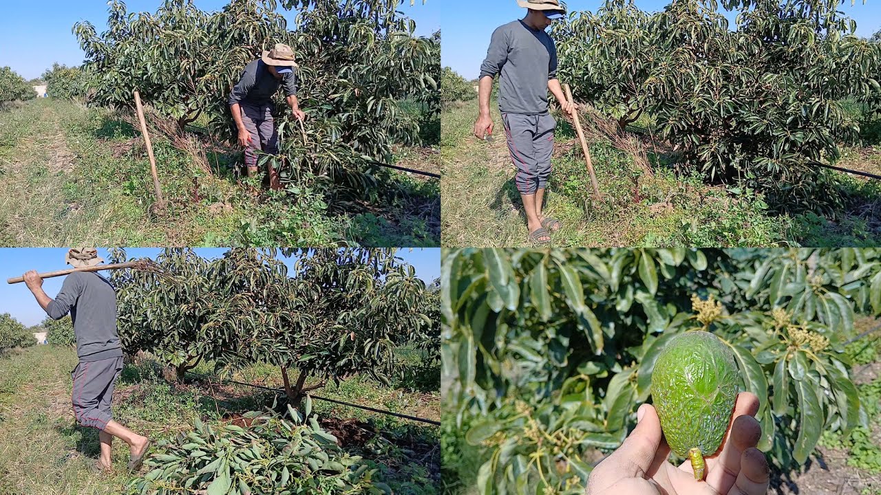 حياة يومية في عمل فلاحي