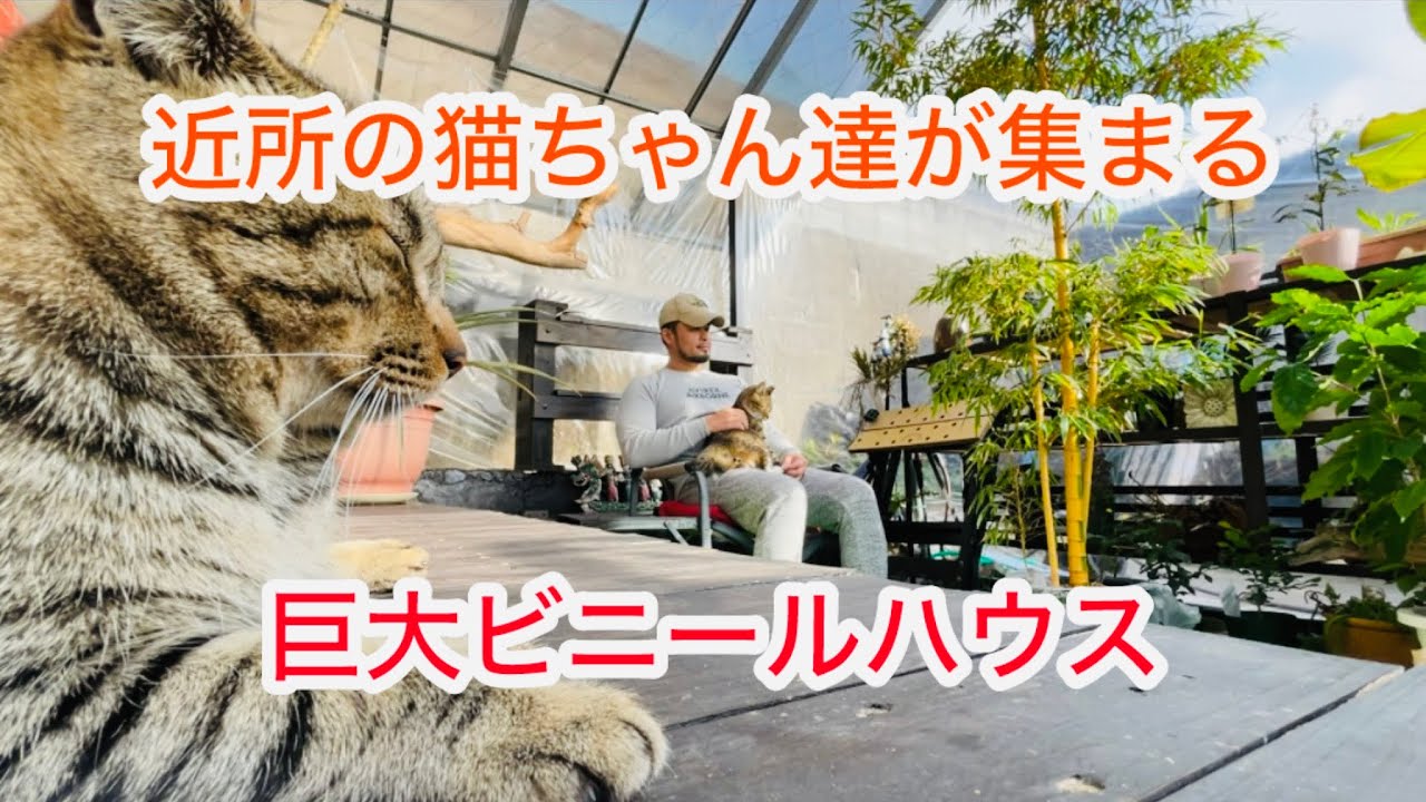 猫ちゃんも大喜びの簡単巨大ビニールハウスDIY・簡単早い温室作り