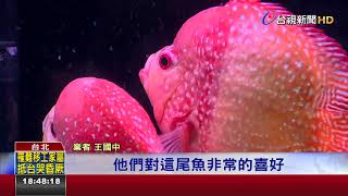 驚艷!新品種神仙魚黃金甲1對要價16萬
