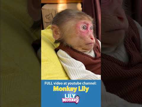 Baby Monkey's Chill Day  Beanbags, Yawning, and Cute Outfits! #monkey #shorts #short