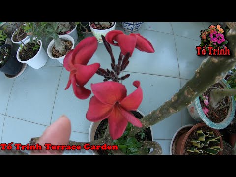 Video: Giâm cành cây Plumeria: Mẹo Trồng cây Plumeria từ vết cắt