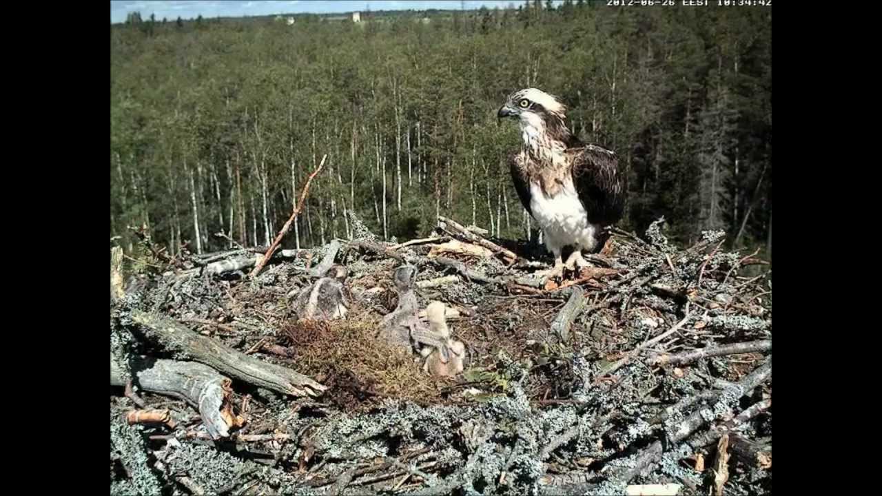 eesti energia Osprey nest - Nori bit me!