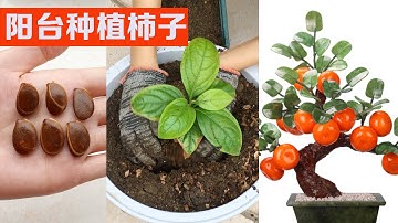 如何用种子种植柿子｜｜How to plant persimmon trees