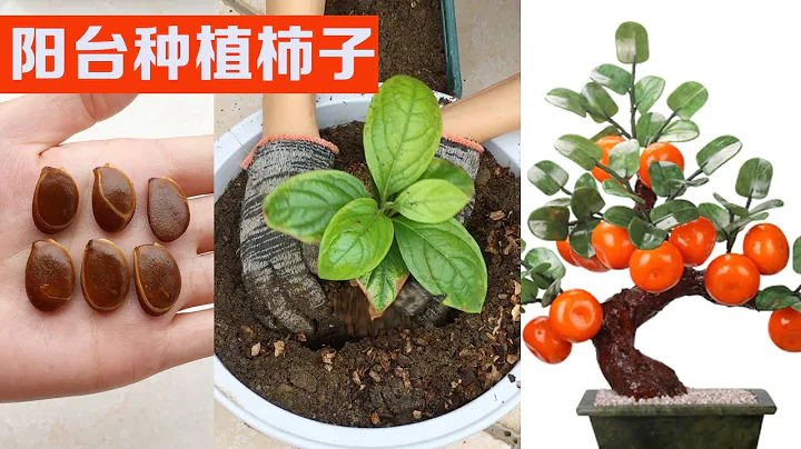 如何用种子种植柿子｜｜How to plant persimmon trees - 天天要闻