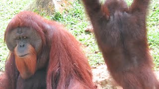 P.orangutan OC 子株付き　葉裏がオレンジになる株 P.orangutan OC 子株付き 葉裏がオレンジになる株
