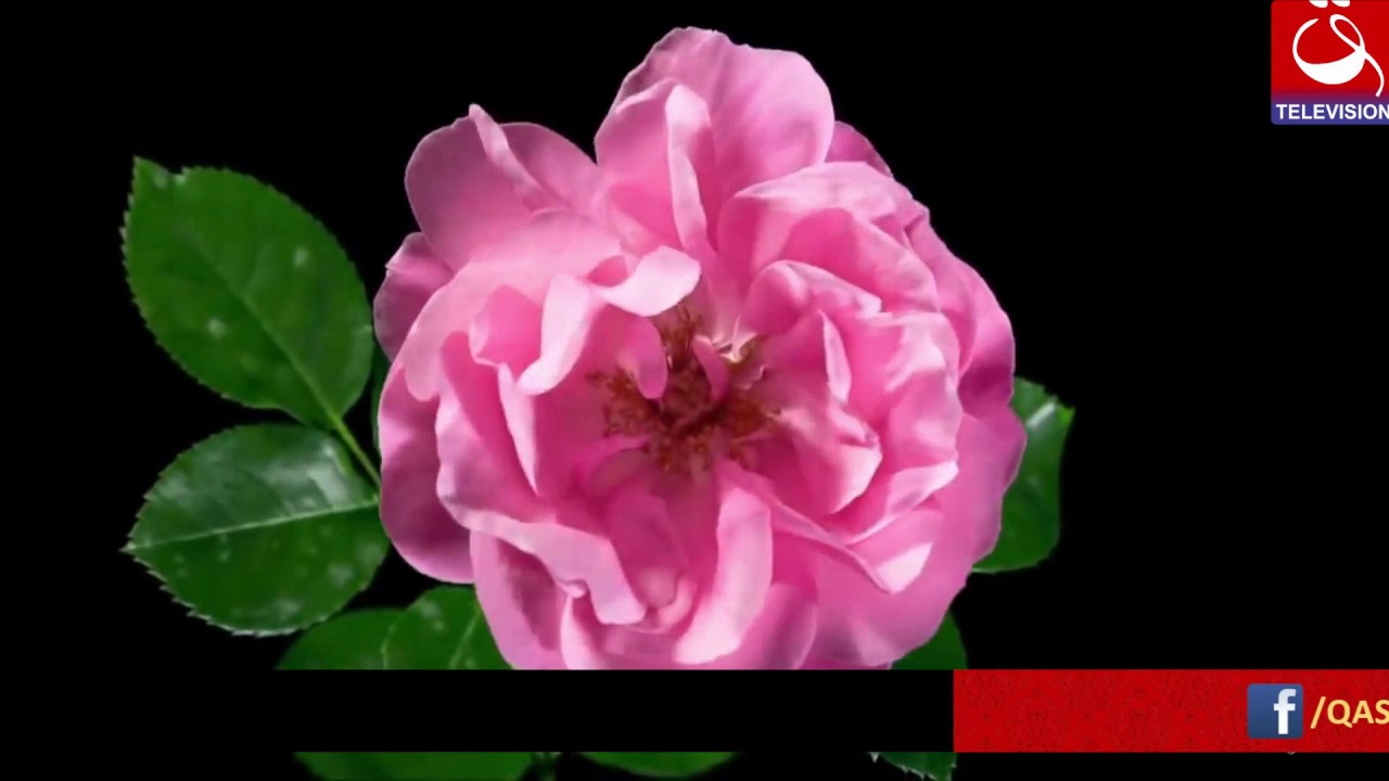 Ta Sora Ma Xan Qurban Ay Muhammad Rasool Allah (Khowar Naat) :: Qashqar TV