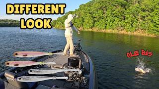 This FLUKE STYLE Minnow Saved The Day